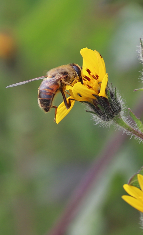 collecting pollen