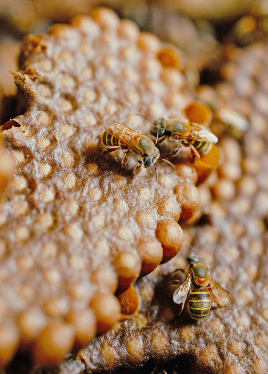 bee-hive2.png