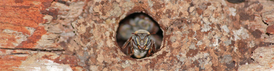 Bee Close Up