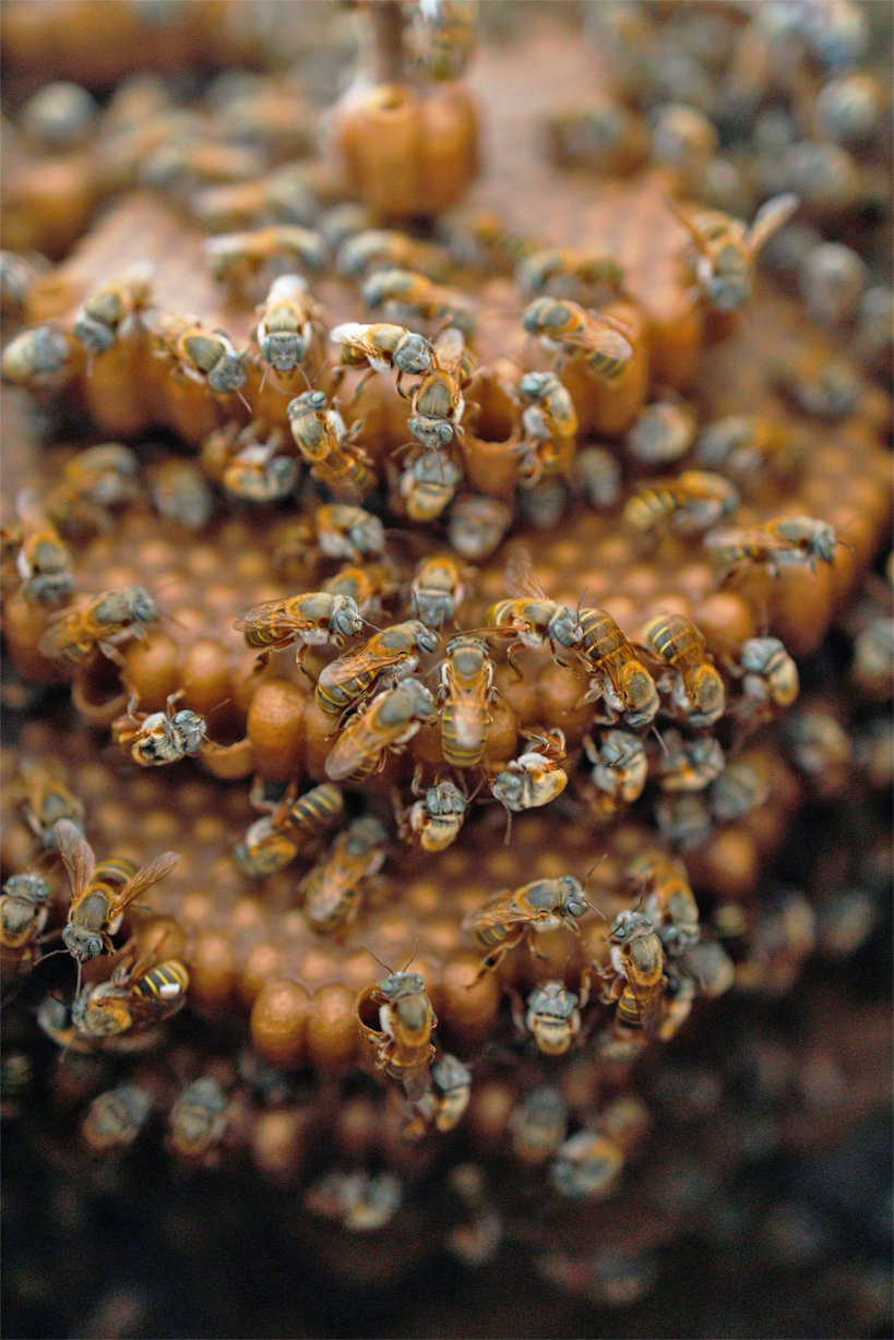 bees flying together