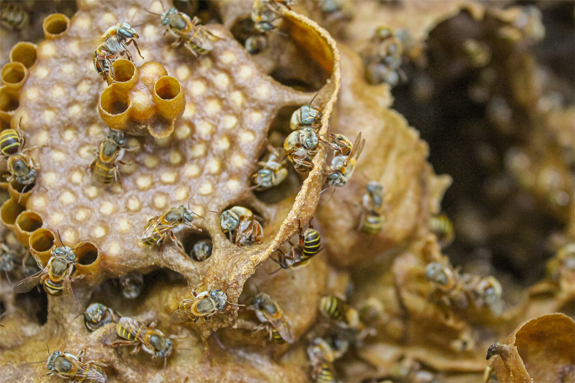 Melipona bees