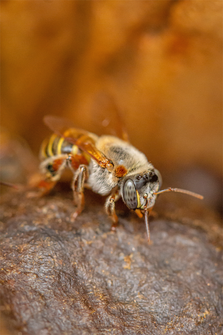 Single bee