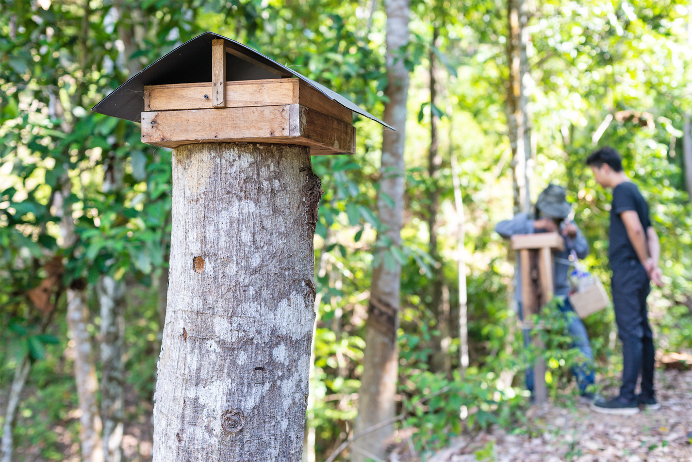 Consumers Beware: Fake Melipona & Jimerito Honey Exposed